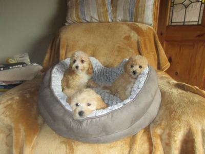 Cavapoo pups